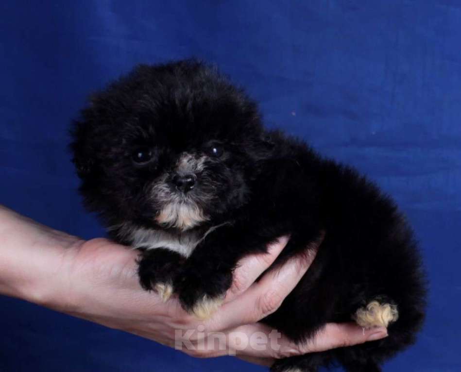 Собаки в Москве: мальтипу мини и микро, бэби фейс Девочка, 120 000 руб. - фото 5