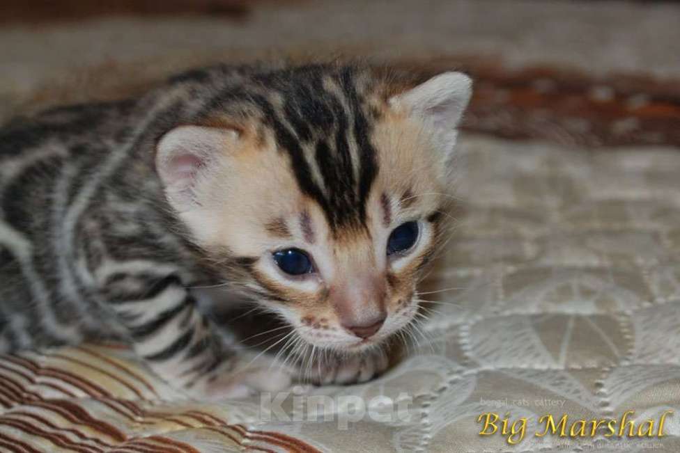Кошки в Москве: Бенгальский котик  Мальчик, 65 000 руб. - фото 2