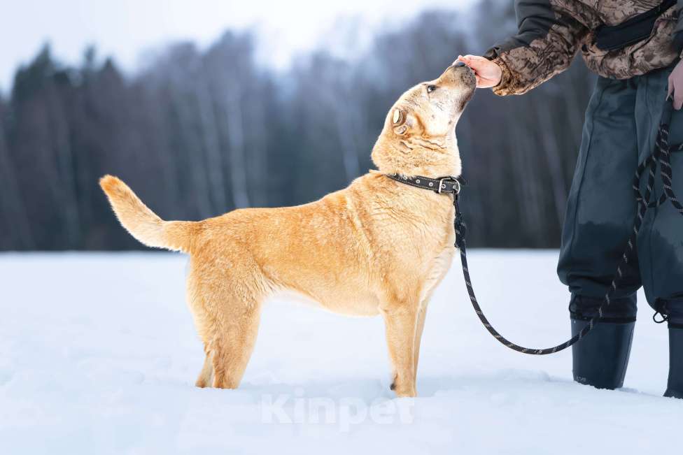 Собаки в Клине: Зоя — самостоятельная собачка Девочка, Бесплатно - фото 5
