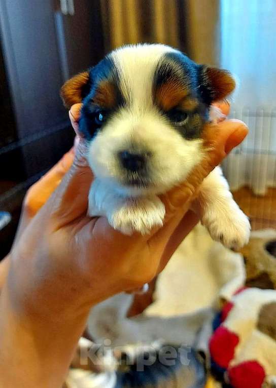 Собаки в Наро-Фоминске: Щенки Бивер-Йорка Девочка, 55 000 руб. - фото 4