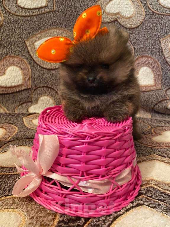 Собаки в Самаре: Девочка Девочка, Бесплатно - фото 1