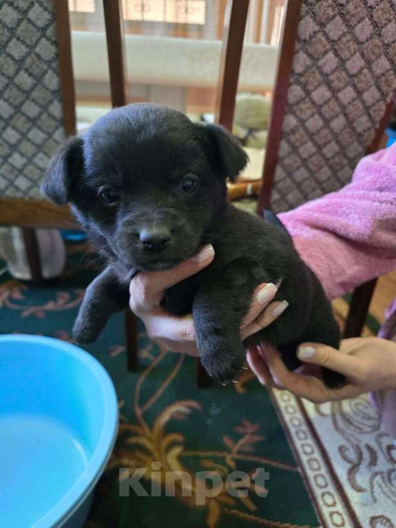 Собаки в Курганинске: Отдам в добрые руки щенков Девочка, Бесплатно - фото 5