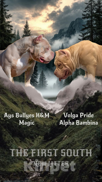 Собаки в Ростове-на-Дону: Булли щенки  Мальчик, 120 000 руб. - фото 10