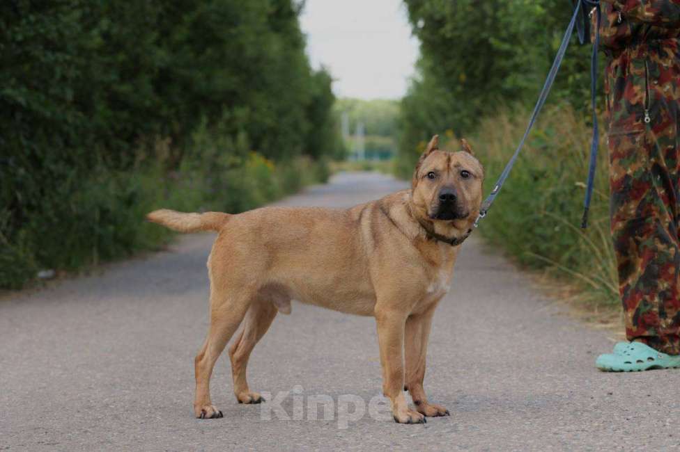 Собаки в Москве: Сидел на цепи у алкоголиков Мальчик, Бесплатно - фото 4