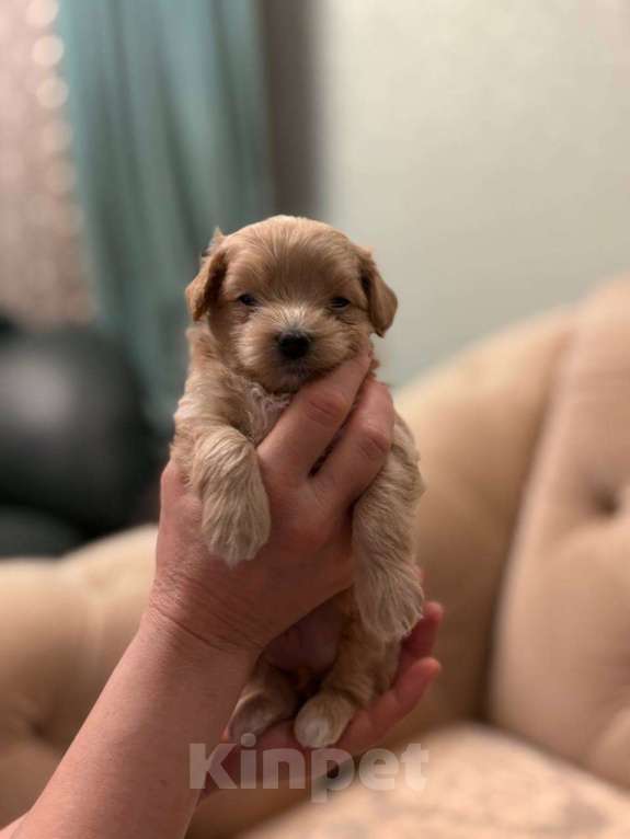 Собаки в Пензе: Мальчик Гучи Мальчик, 150 000 руб. - фото 2