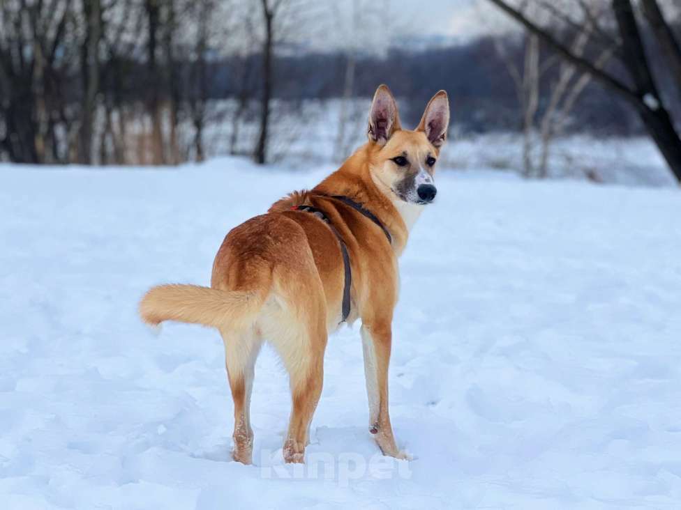 Собаки в Москве: Самый ушасты Рик Мальчик, Бесплатно - фото 1