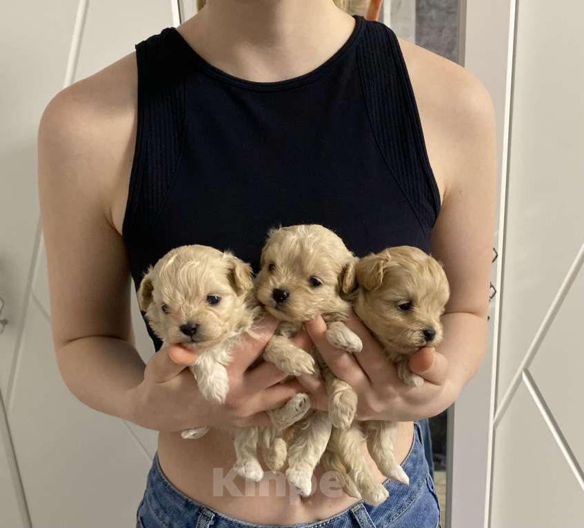 Собаки в Кинели: Мальтипу Боня и сестренки Девочка, 130 000 руб. - фото 1