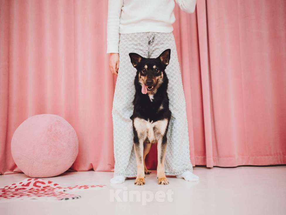 Собаки в Москве: Невероятная Нуара ищет дом Девочка, Бесплатно - фото 2