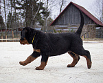 Собаки в Смоленске: Щенки ротвейлера Мальчик, 140 000 руб. - фото 2