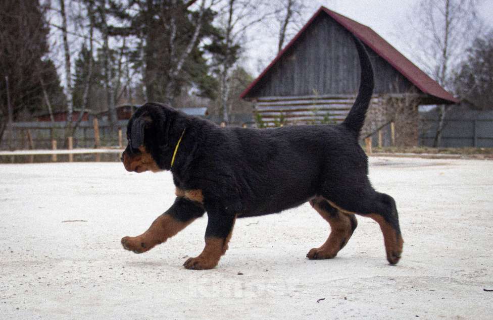 Собаки в Смоленске: Щенки ротвейлера Мальчик, 140 000 руб. - фото 2