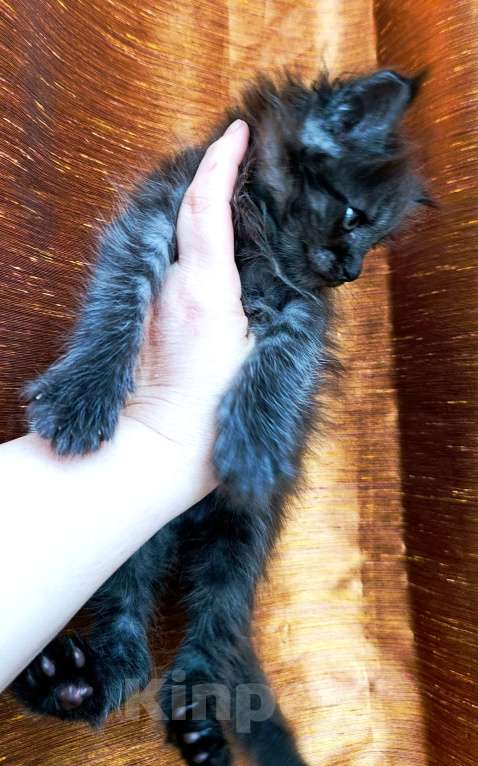 Кошки в Москве: Мейн кун мальчик Мальчик, 45 000 руб. - фото 6