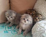 Кошки в Кузнецке-8: Шотландский кот для вязки!!!, 2 000 руб. - фото 2