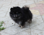 Собаки в Краснодаре: Вязка шпица, 5 000 руб. - фото 7