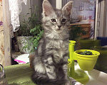 Кошки в Кувшиново: Котята мейн кун, 10 000 руб. - фото 9