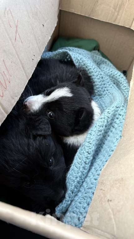 Собаки в Челябинске: Щенки в добрые руки Девочка, Бесплатно - фото 6