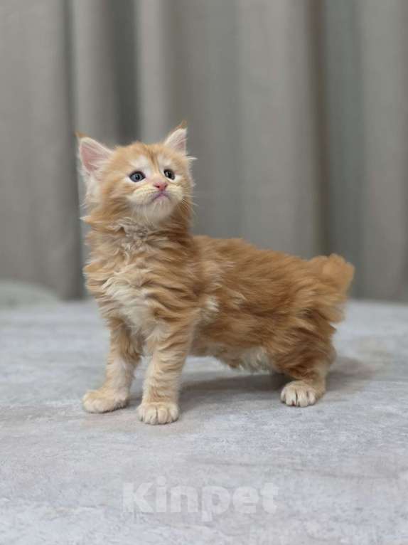 Кошки в Москве: Мальчик 1 помет D Мальчик, 65 000 руб. - фото 3