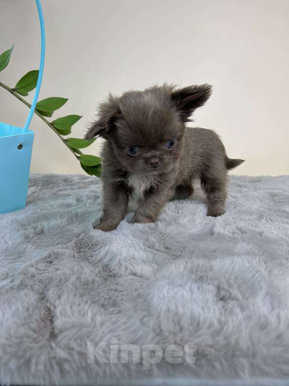 Собаки в Москве: Лиловый пушистик Мальчик, 60 000 руб. - фото 5