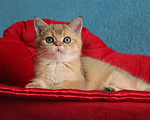 Кошки в Клине: Золотой котик скоттиш-страйт Мальчик, 10 000 руб. - фото 2