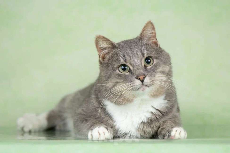 Кошки в Москве: Очаровательный щекастик Дзюба ищет дом Мальчик, 1 руб. - фото 4