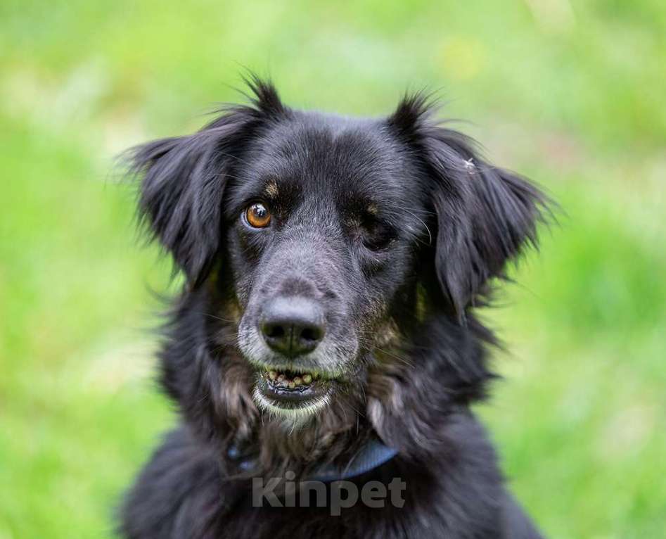 Собаки в Раменском: Добрейший Коди ищет дом! Мальчик, Бесплатно - фото 1