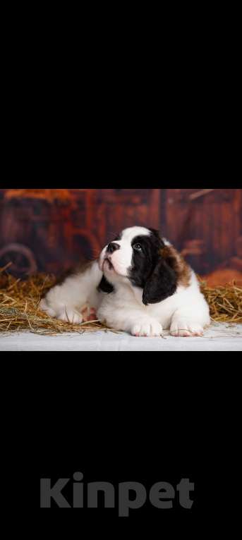 Собаки в Тосно: Щенки сенбернара Девочка, Бесплатно - фото 2