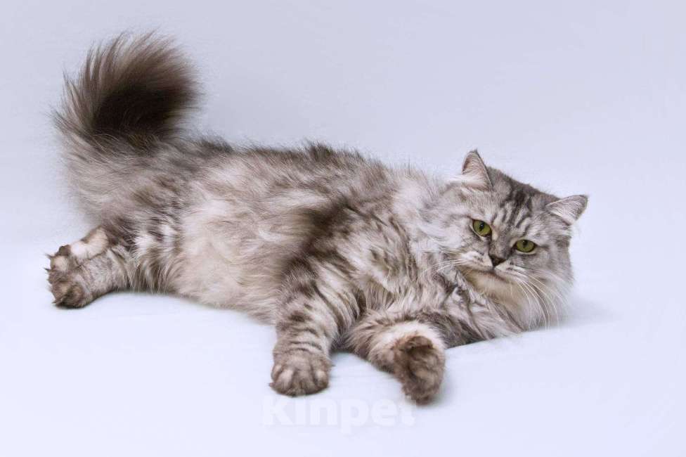 Кошки в Москве: Яркая красавица кошка Мисо в добрые руки Девочка, 1 руб. - фото 6