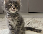 Кошки в других городах Московской области: Очаровательная девочка-конфеточка Девочка, 15 000 руб. - фото 1