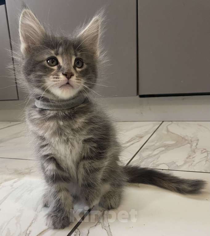 Кошки в других городах Московской области: Очаровательная девочка-конфеточка Девочка, 15 000 руб. - фото 1