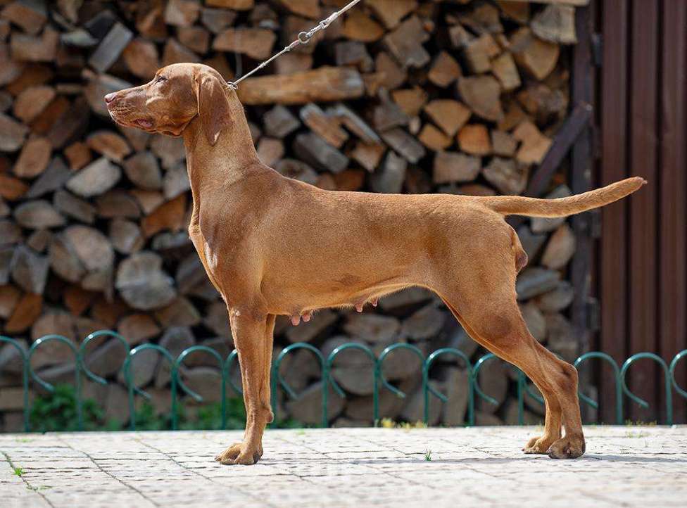 Собаки в других городах Московской области: Веселая, задорная собака в любящую семью. Девочка, 1 руб. - фото 3