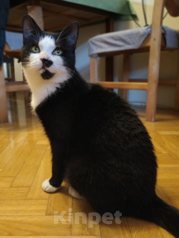 Кошки в Санкт-Петербурге: Очень ласковый Томик в добрые руки Мальчик, Бесплатно - фото 6