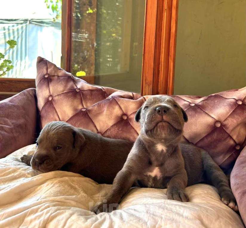 Собаки в Севастополе: Щенки кане корсо Мальчик, Бесплатно - фото 5