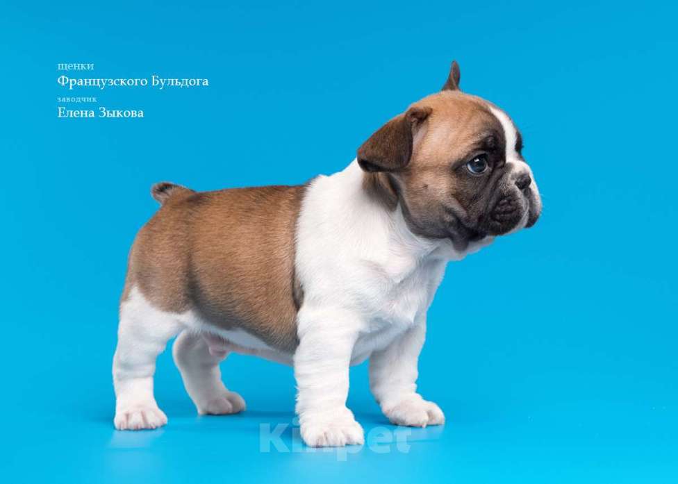 Собаки в Нижнем Новгороде: Предлагаю  к продаже щенков французского бульдога Мальчик, 45 000 руб. - фото 2
