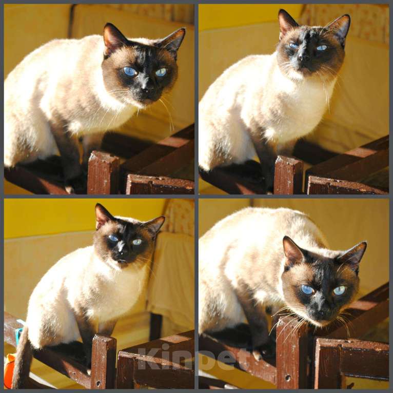 Кошки в Болхове: Тайский кот приглашает на вязку, 1 500 руб. - фото 1
