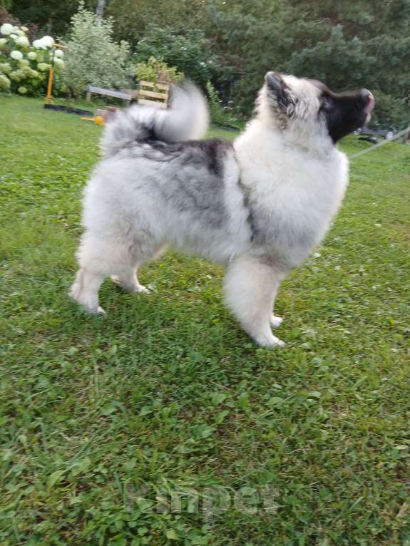 Собаки в Нижнем Новгороде: Щенок кеесхонда Мальчик, 50 000 руб. - фото 2