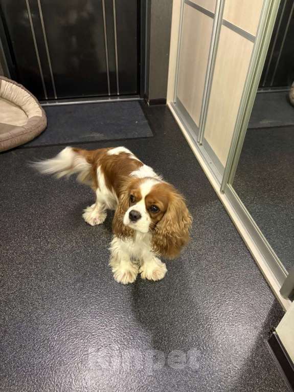 Собаки в Томске: ИЩЕТСЯ НЕВЕСТА для замечательного кавалера!  вязка кавалер кинг чарльз спаниэль Мальчик, Бесплатно - фото 1