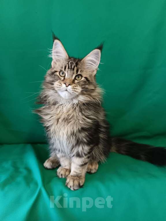 Кошки в других городах Владимирской области: Котенок мейн куе Мальчик, Бесплатно - фото 1