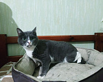 Кошки в Москве: Кошка Фрея ищет дом Девочка, Бесплатно - фото 6