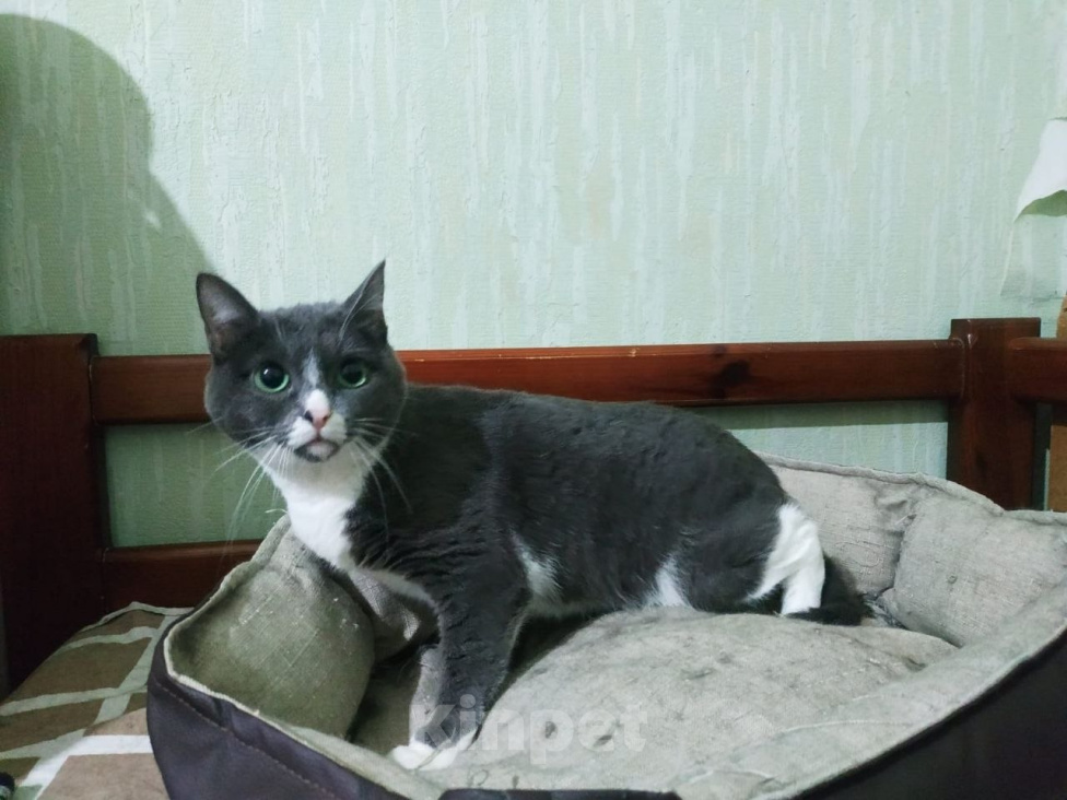 Кошки в Москве: Кошка Фрея ищет дом Девочка, Бесплатно - фото 6