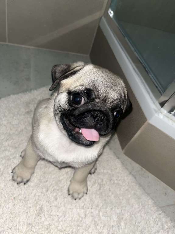 Собаки в Омске: Любящий Мопсик в любящую семью  Мальчик, 15 000 руб. - фото 4