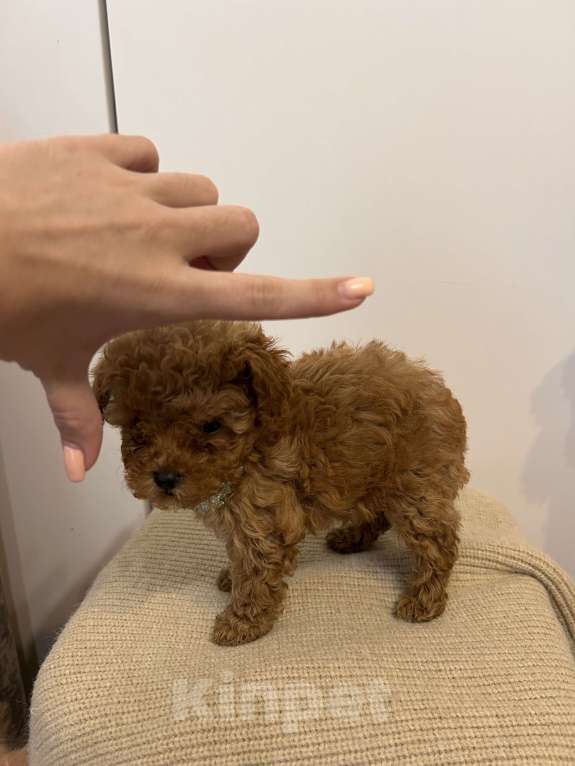 Собаки в Москве: Ред браун микро Девочка, 120 000 руб. - фото 2