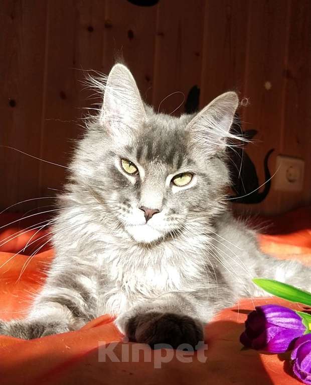 Кошки в Челябинске: КОТЕНОК МЕЙН-КУН ПОЛИДАКТ Мальчик, Бесплатно - фото 2