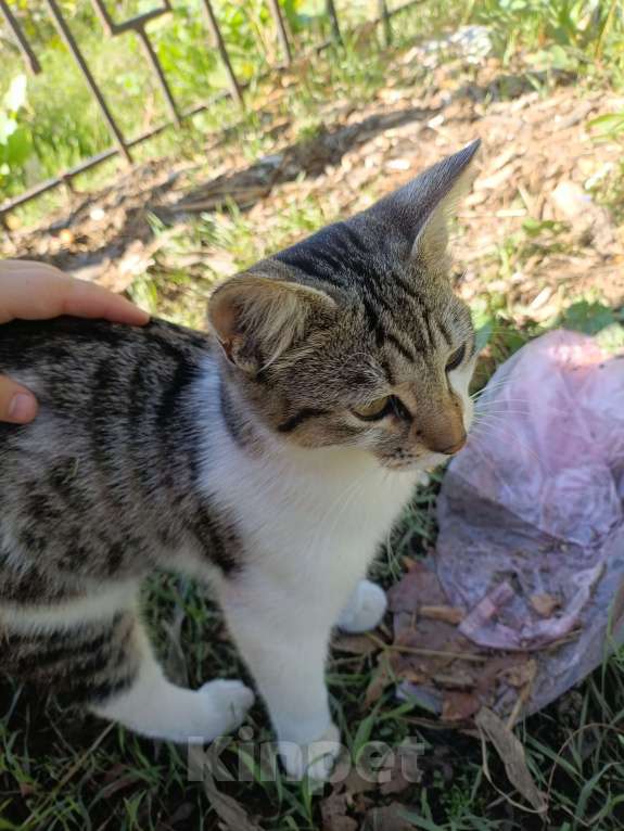 Кошки в Севастополе: Котёнка в добрые руки  Мальчик, Бесплатно - фото 5