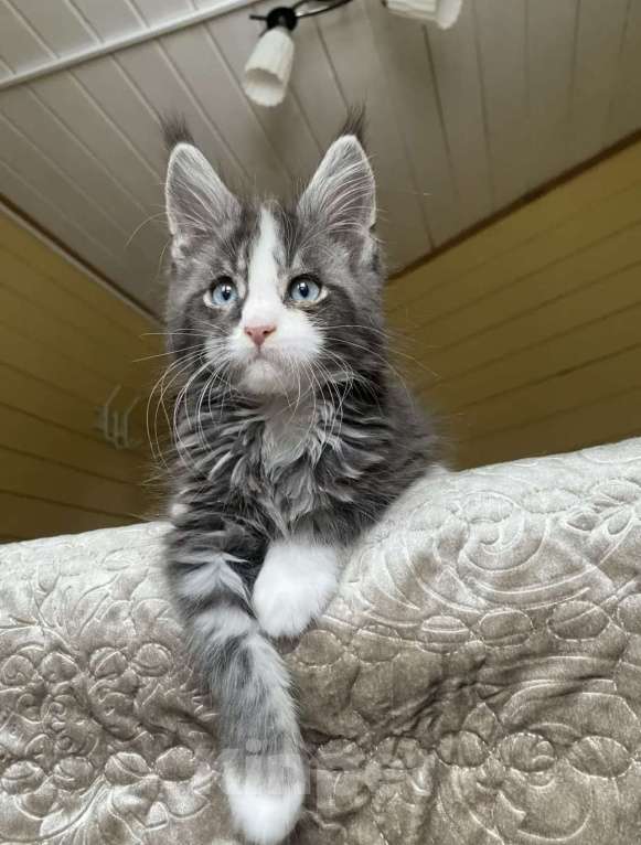 Кошки в других городах Московской области: Мейн-кун голубоглазый🔥🔥🔥 Мальчик, 180 000 руб. - фото 4