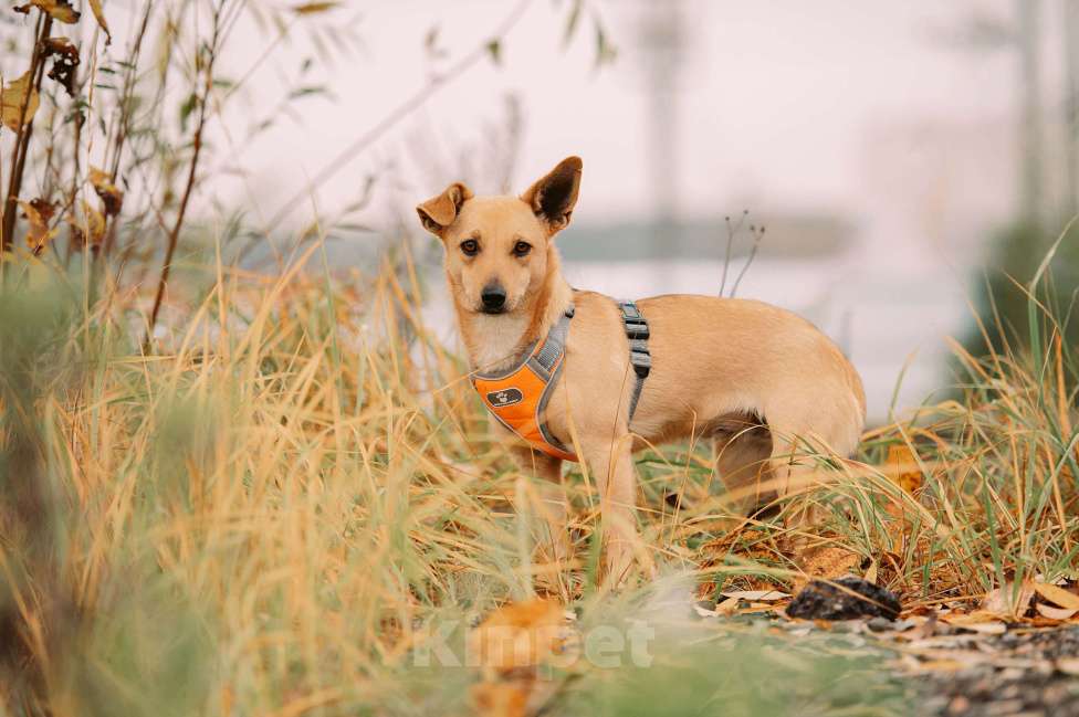 Собаки в Москве: Миранда Девочка, Бесплатно - фото 4