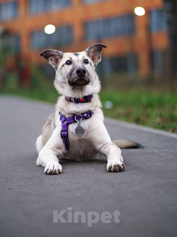 Собаки в Ногинске: Щенок Келли в добрые руки Девочка, Бесплатно - фото 4