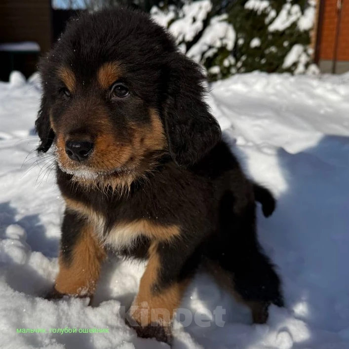 Собаки в Курске: Продам Щенков Монгольского бьанхара Разнополые, 40 000 руб. - фото 1