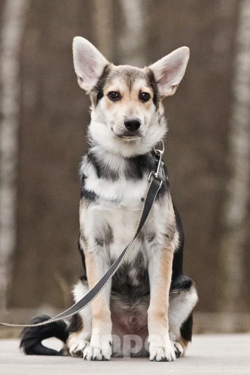 Собаки в Москве: Джокер в добрые руки Мальчик, Бесплатно - фото 9