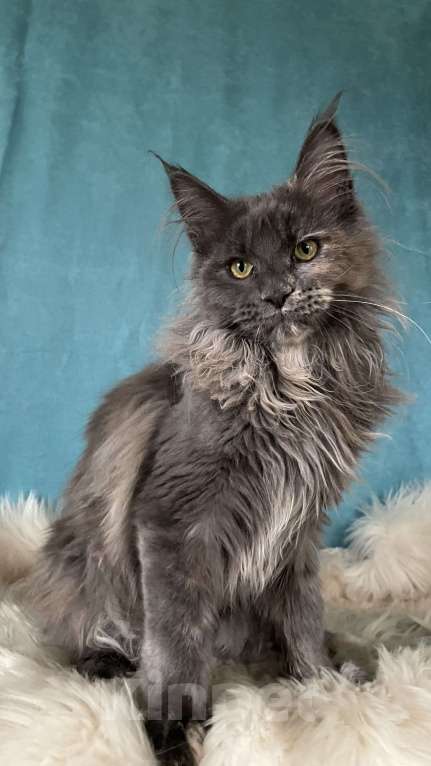 Кошки в других городах Московской области: Котенок мейн-кун Девочка, 30 000 руб. - фото 1