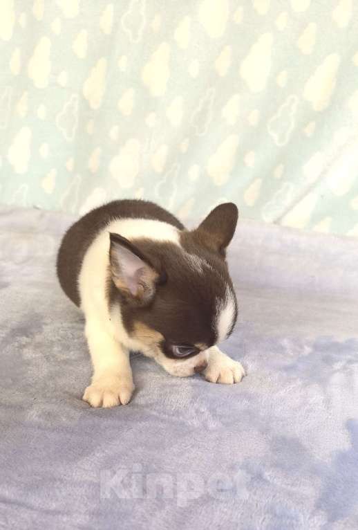 Собаки в Самаре: Красивый курносый мальчик Мальчик, Бесплатно - фото 4