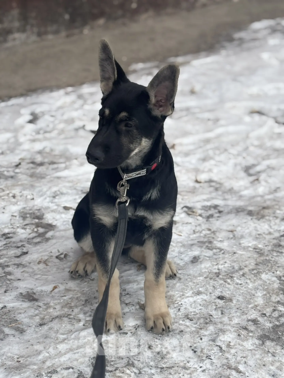 Собаки в Красноярске: Щенок ВЕО Наоми Энджел Девочка, 50 000 руб. - фото 3